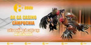 Đá gà casino Campuchia