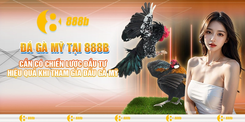 Đá Gà Mỹ Tại 888B - Trường Gà Siêu Lợi Nhuận Để Đầu Tư 2 Cần có chiến lược đầu tư hiệu quả khi tham gia đấu gà Mỹ