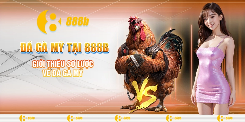 Đá Gà Mỹ Tại 888B - Trường Gà Siêu Lợi Nhuận Để Đầu Tư 1 Giới thiệu sơ lược về đá gà Mỹ