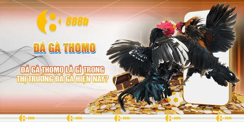 Đá Gà Thomo Là Gì? Tìm Hiểu Luật Chơi Và Mẹo Thắng Tại 888B 1 Đá gà Thomo là gì trong thị trường đá gà hiện nay?