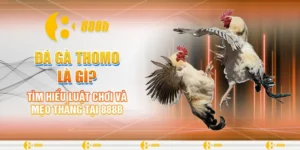 đá gà Thomo là gì