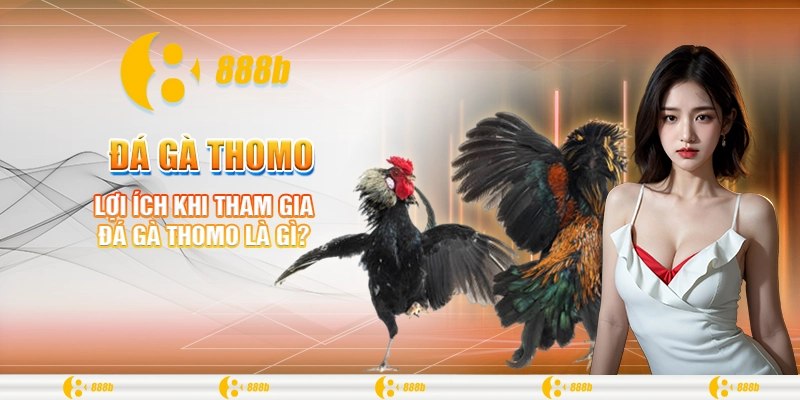 Đá Gà Thomo Là Gì? Tìm Hiểu Luật Chơi Và Mẹo Thắng Tại 888B 2 Lợi ích khi tham gia đá gà thomo là gì?