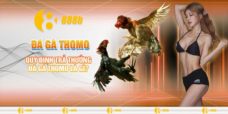 Đá Gà Thomo Là Gì? Tìm Hiểu Luật Chơi Và Mẹo Thắng Tại 888B 4 Quy định trả thưởng đá gà Thomo là gì?