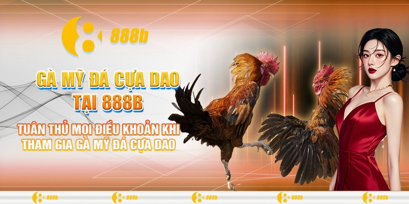 Tuân thủ mọi điều khoản khi tham gia gà Mỹ đá cựa dao