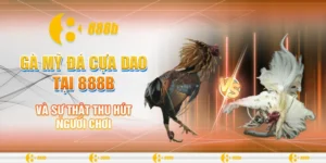 gà Mỹ đá cựa dao