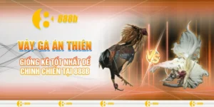 Vảy gà Án Thiên