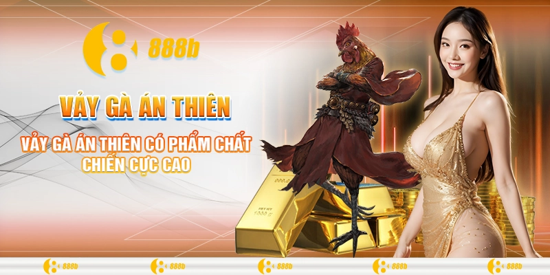 Vảy gà Án Thiên có phẩm chất chiến cực cao