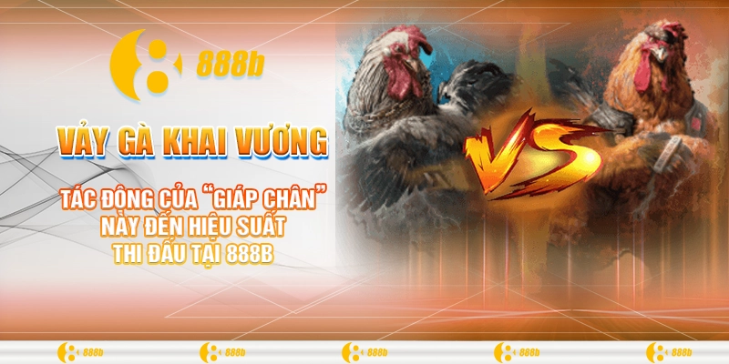 Vảy Gà Khai Vương: Bí Quyết Chọn Chiến Kê Đỉnh Cao Tại 888B 3 Tác động của “giáp chân” này đến hiệu suất thi đấu tại 888B