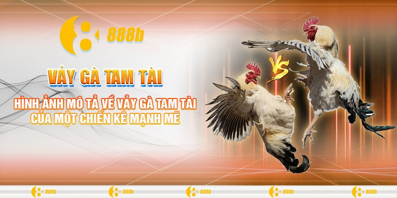 Hình ảnh mô tả về vảy gà tam tài của một chiến kê mạnh mẽ