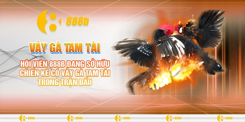 Hội viên 888B đang sở hữu chiến kê có vảy gà tam tài trong trận đấu