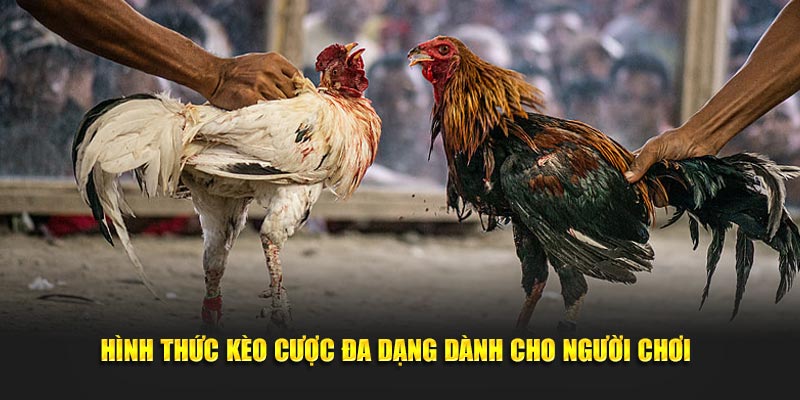 Đá Gà 888B – Thiên Đường Cho Tín Đồ Yêu Thích Tại Nhà Cái 1 Khái quát tổng quan về đá gà 888B