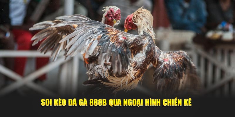 Đá Gà 888B – Thiên Đường Cho Tín Đồ Yêu Thích Tại Nhà Cái 4 Các mẹo bỏ túi hiệu quả dành cho tân binh