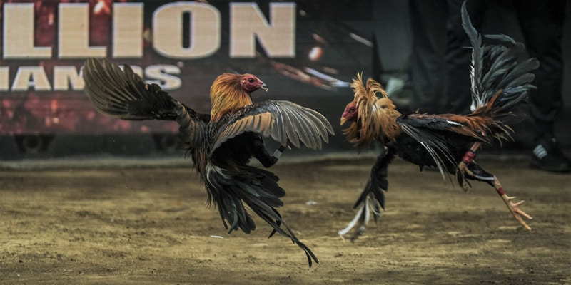 Đá Gà 888B – Thiên Đường Cho Tín Đồ Yêu Thích Tại Nhà Cái 3 Các sảnh uy tín được nhiều người ưa chuộng